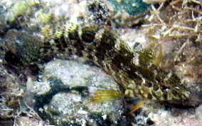 Dusky Blenny - Malacoctenus gilli