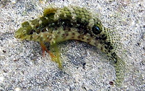 Dusky Blenny - Malacoctenus gilli