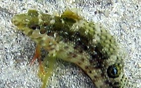 Dusky Blenny - Malacoctenus gilli