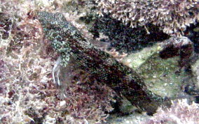 Dusky Blenny - Malacoctenus gilli