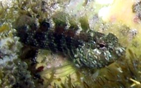 Dusky Blenny