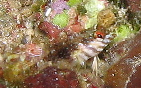 Goldline Blenny - Malacoctenus aurolineatus