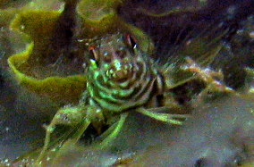 Goldline Blenny - Malacoctenus aurolineatus