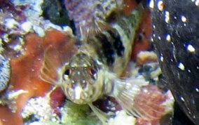 Goldline Blenny - Malacoctenus aurolineatus