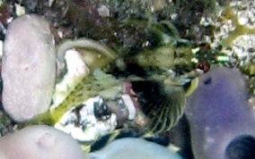 Goldline Blenny - Malacoctenus aurolineatus