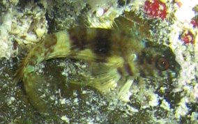 Goldline Blenny - Malacoctenus aurolineatus