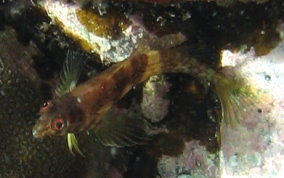 Goldline Blenny