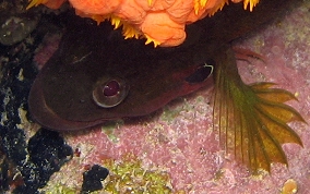 Hairy Blenny - Labrisomus nuchipinnis