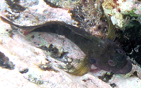 Hairy Blenny - Labrisomus nuchipinnis