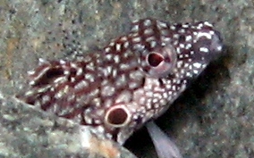 Hairy Blenny - Labrisomus nuchipinnis