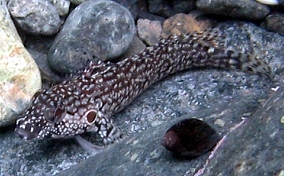 Hairy Blenny - Labrisomus nuchipinnis