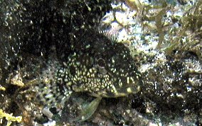 Hairy Blenny - Labrisomus nuchipinnis