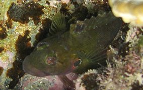 Hairy Blenny - Labrisomus nuchipinnis