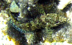 Hairy Blenny - Labrisomus nuchipinnis