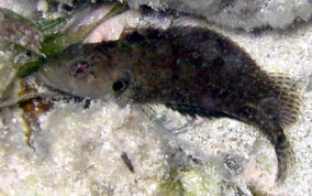 Hairy Blenny - Labrisomus nuchipinnis