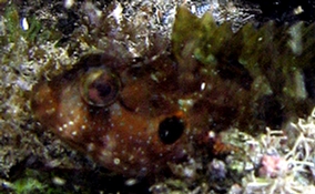 Hairy Blenny - Labrisomus nuchipinnis