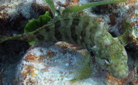 Hairy Blenny - Labrisomus nuchipinnis