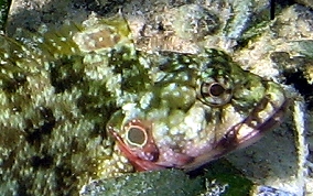 Hairy Blenny - Labrisomus nuchipinnis