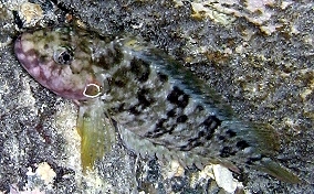 Hairy Blenny - Labrisomus nuchipinnis