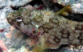 Hairy Blenny - Labrisomus nuchipinnis