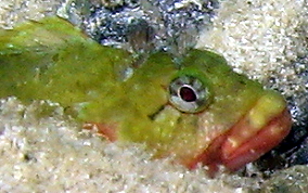 Hairy Blenny - Labrisomus nuchipinnis