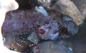 Mimic Blenny - Labrisomus guppyi