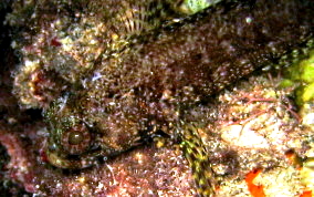 Mimic Blenny