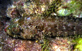 Mimic Blenny - Labrisomus guppyi