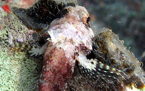 Mimic Blenny - Labrisomus guppyi