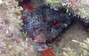 Mimic Blenny - Labrisomus guppyi