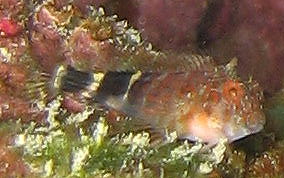 Orangespotted Blenny - Hypleurochilus springeri