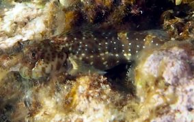 Pearl Blenny - Entomacrodus nigricans