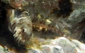 Pearl Blenny - Entomacrodus nigricans