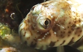 Pearl Blenny - Entomacrodus nigricans