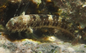 Pearl Blenny - Entomacrodus nigricans