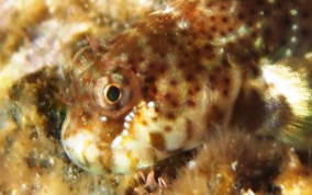 Pearl Blenny - Entomacrodus nigricans