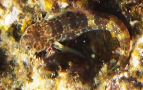 Pearl Blenny - Entomacrodus nigricans