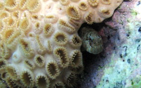 Pearl Blenny - Entomacrodus nigricans