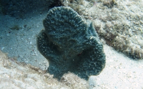 Pink Vase Sponge - Niphates digitalis