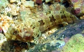 Puffcheek Blenny - Gobioclinus bucciferus