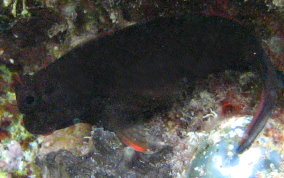 Redlip Blenny - Ophioblennius macclurei