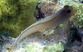 Redlip Blenny - Ophioblennius macclurei