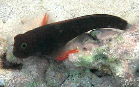 Red-lipped Blenny