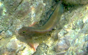 Redlip Blenny - Ophioblennius macclurei