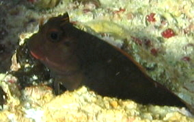 Redlip Blenny - Ophioblennius macclurei