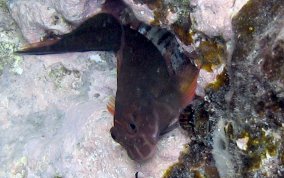 Redlip Blenny - Ophioblennius macclurei