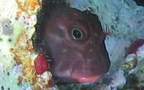 Redlip Blenny - Ophioblennius macclurei