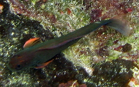 Redlip Blenny - Ophioblennius macclurei