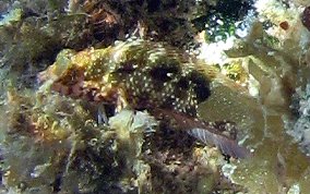 Rosy Blenny - Malacoctenus macropus 