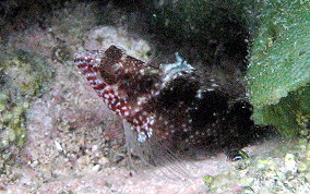 Rosy Blenny - Malacoctenus macropus 